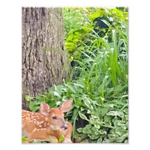 Bambi