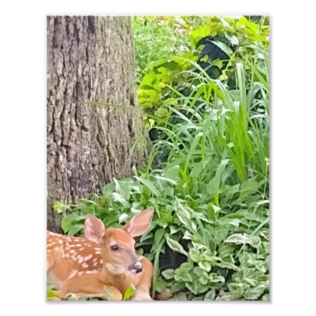 Bambi Fototryck (Framsidan)
