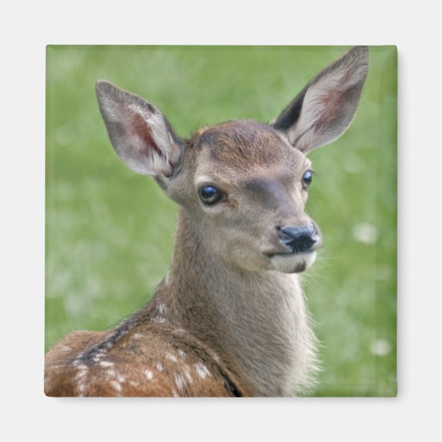 Bambi Magnet (Framsidan)