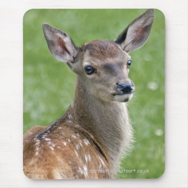 Bambi Musmatta (Framsidan)