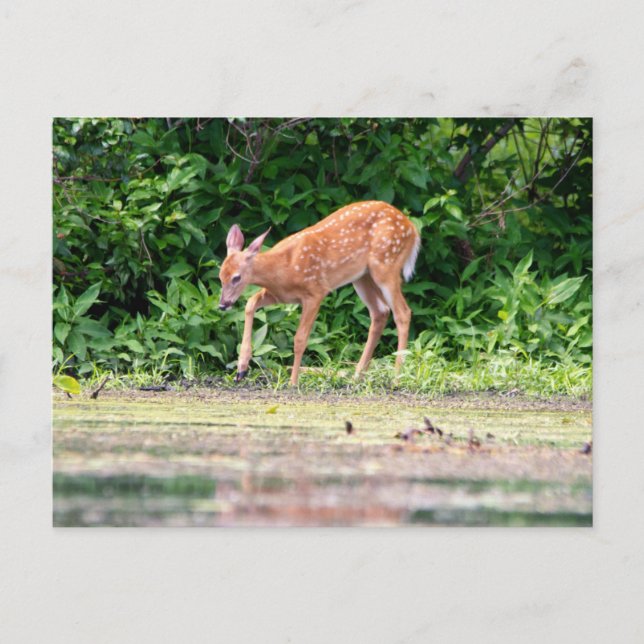Bambi vid vattnet vykort (Framsida)
