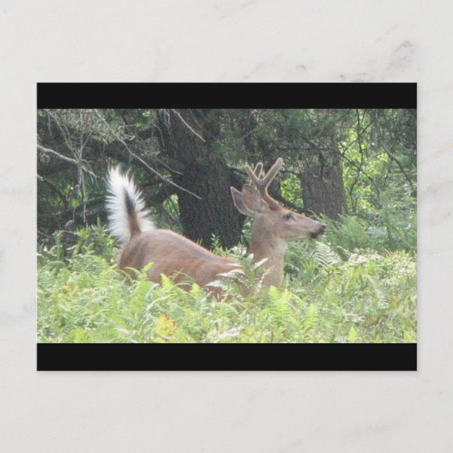 Bambis Far? Vykort (Framsida)