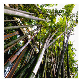 Bamboo art fototryck