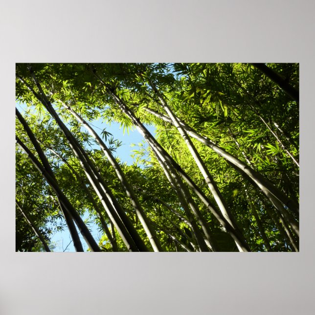 Bamboo Botanical Nature Poster (Framsidan)
