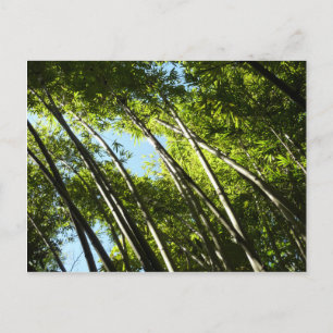 Bamboo Botanical Nature Vykort