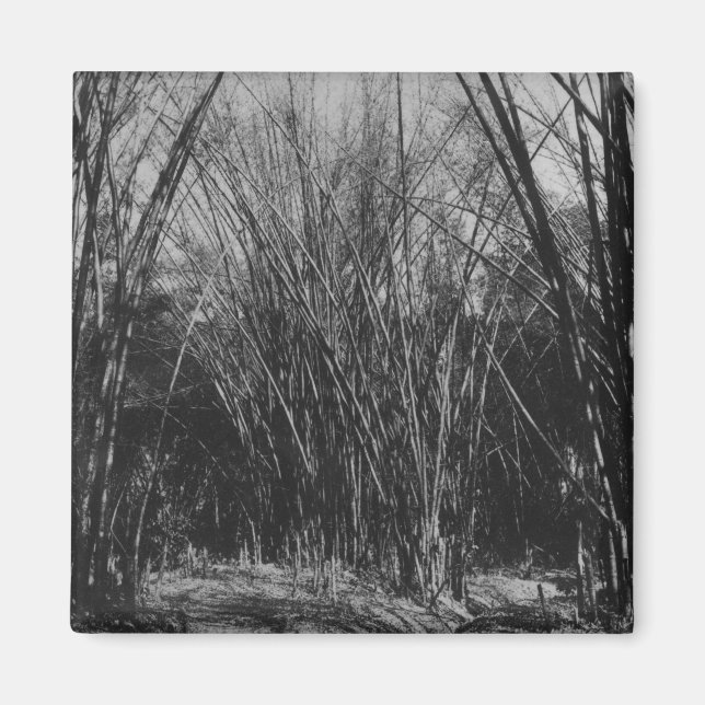 Bamboo Clump, Trinidad, 1891 Magnet (Framsidan)
