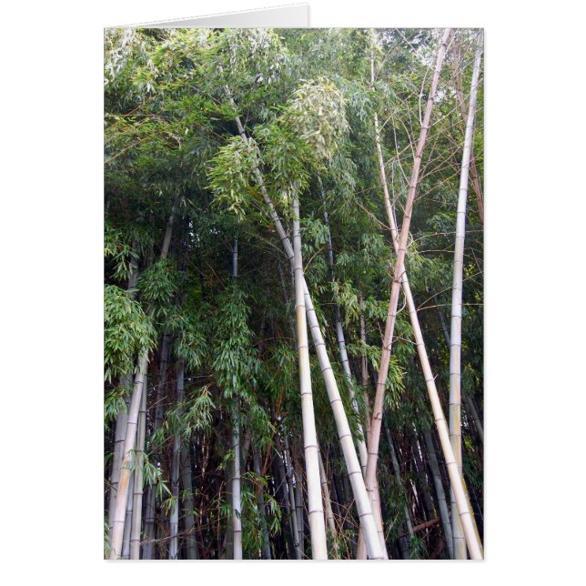 Bamboo Dance Hälsningskort (Framsidan)