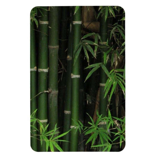 Bamboo ... Fao Rai, Nong Khai, Isaan, Thailand Magnet (Vertikal)