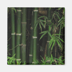 Bamboo ... Fao Rai, Nong Khai, Isaan, Thailand Magnet