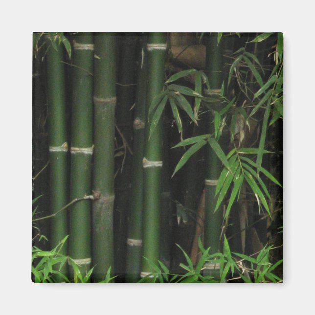 Bamboo ... Fao Rai, Nong Khai, Isaan, Thailand Magnet (Framsidan)