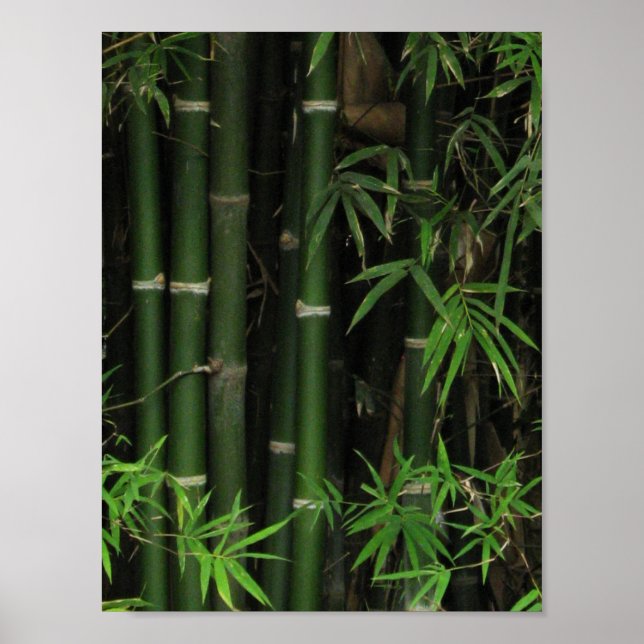 Bamboo ... Fao Rai, Nong Khai, Isaan, Thailand Poster (Framsidan)