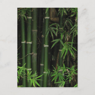 Bamboo ... Fao Rai, Nong Khai, Isaan, Thailand Vykort
