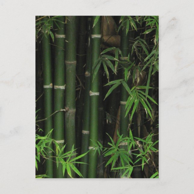 Bamboo ... Fao Rai, Nong Khai, Isaan, Thailand Vykort (Framsida)