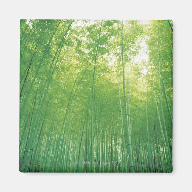 Bamboo Forest 2 Magnet (Framsidan)