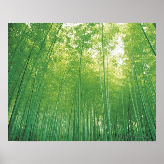 Bamboo Forest 2 Poster (Framsidan)