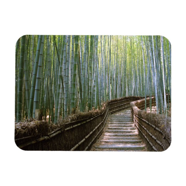 Bamboo Forest i Kyoto Magnet (Horisontell)