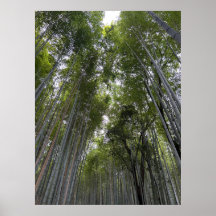 Bamboo Forest - Kyoto