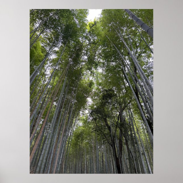 Bamboo Forest - Kyoto Poster (Framsidan)