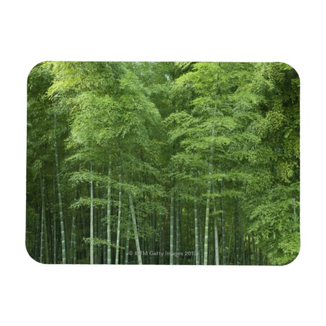Bamboo Forest Magnet (Horisontell)