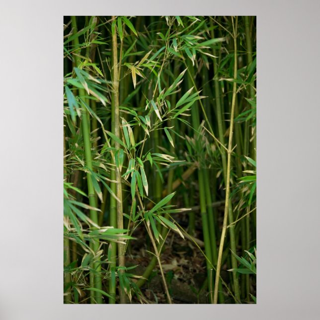 Bamboo Forest Poster (Framsidan)