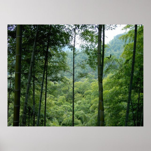 Bamboo Forest Poster (Framsidan)
