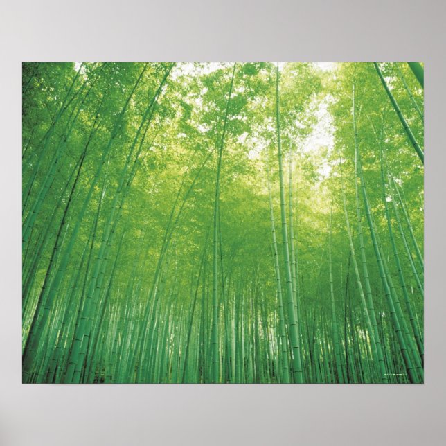 Bamboo Forest Poster (Framsidan)