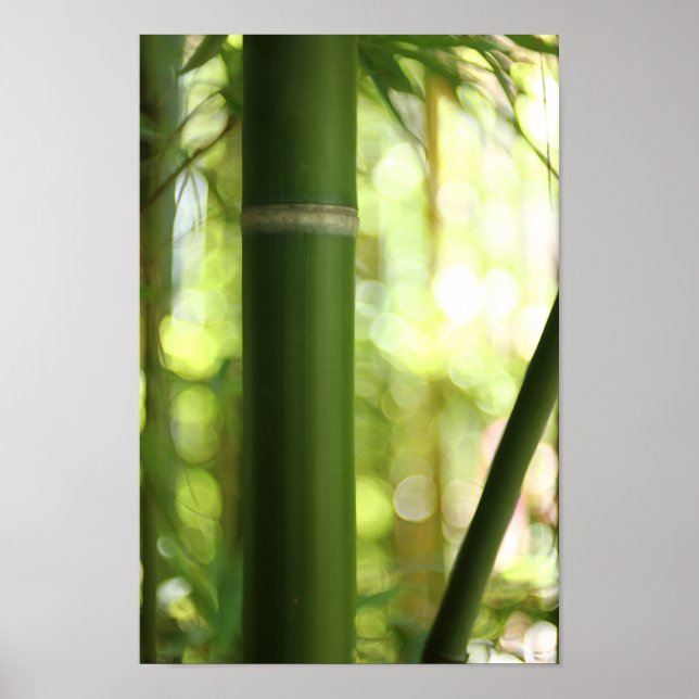 Bamboo Forest (Poster) Poster (Framsidan)