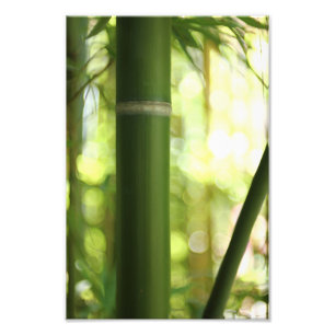 Bamboo Forest (Skriv ut) Fototryck