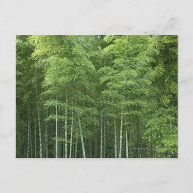 Bamboo Forest Vykort (Framsida)