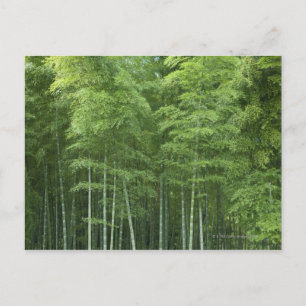 Bamboo Forest Vykort
