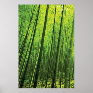 Bamboo Forest - Zen Art (Biet 1 av 3) Poster