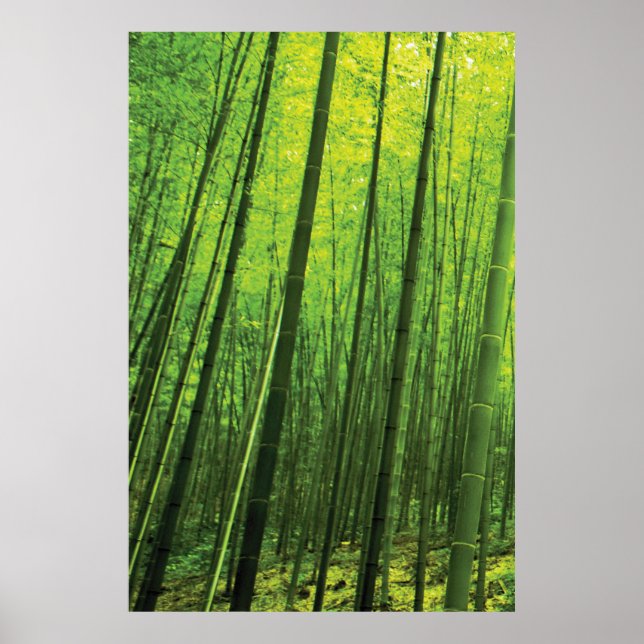 Bamboo Forest - Zen Art (Biet 1 av 3) Poster (Framsidan)