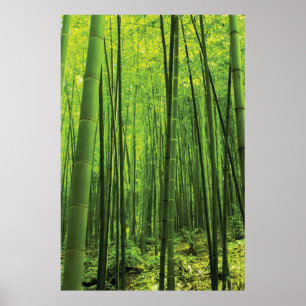 Bamboo Forest - Zen Art (Biet 2 av 3) Poster