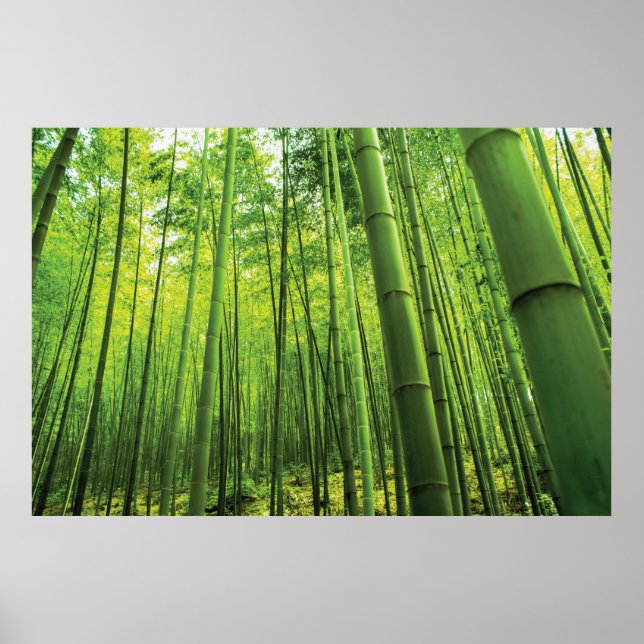 Bamboo Forest Zen Art Poster (Framsidan)