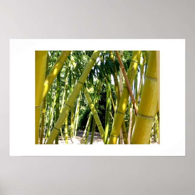 Bamboo Garden Poster (Framsidan)