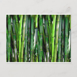 Bamboo grönt Plant nature jungle Vykort