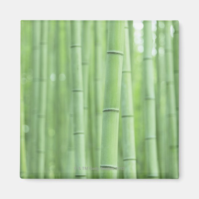 Bamboo Grove Magnet (Framsidan)