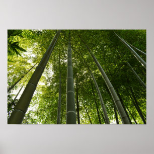 Bamboo Grove: Tokyo, Japan Poster