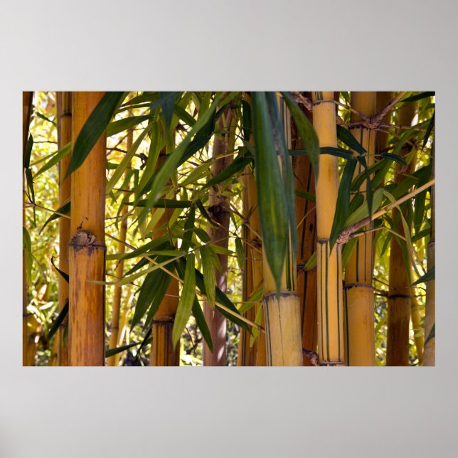 Bamboo Jungle Poster (Framsidan)
