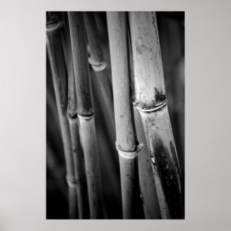 Bamboo-Käppar i svartvitt Poster