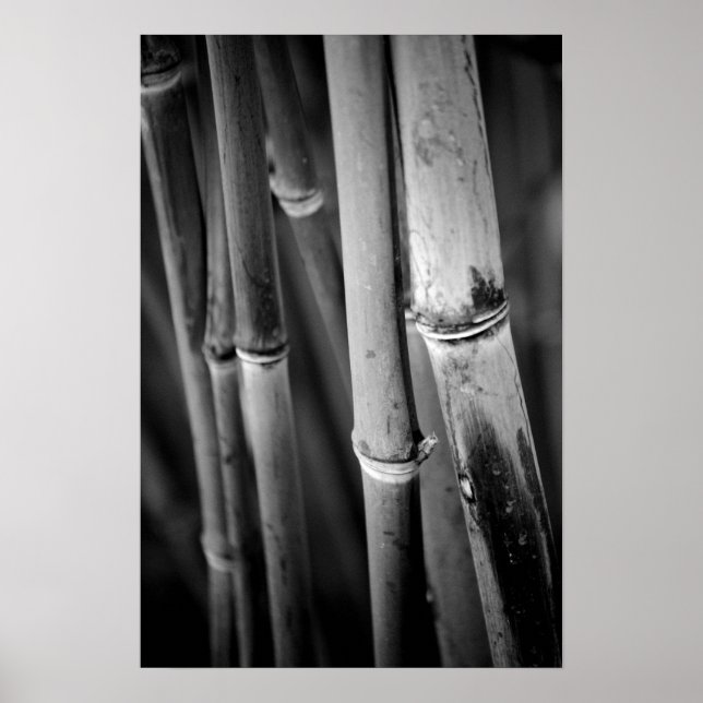 Bamboo-Käppar i svartvitt Poster (Framsidan)