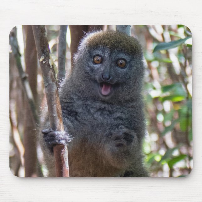 Bamboo lemur musmatta (Framsidan)