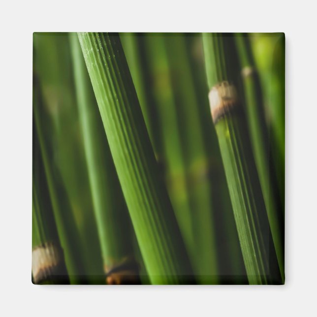 Bamboo mönster magnet (Framsidan)