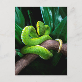 Bamboo pitviper vykort