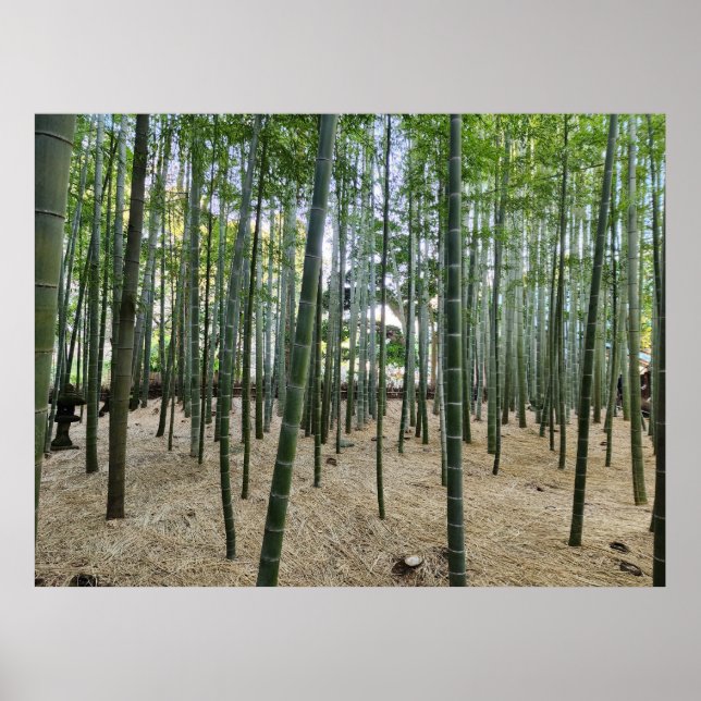 Bamboo Poster (Framsidan)