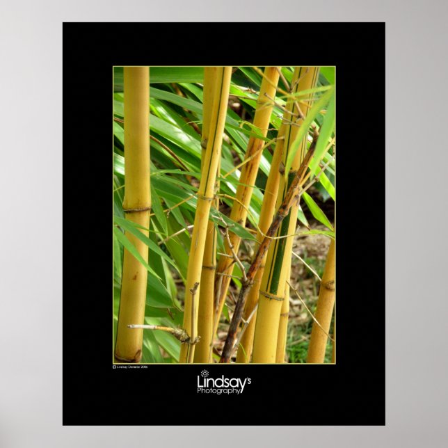 Bamboo Poster (Framsidan)