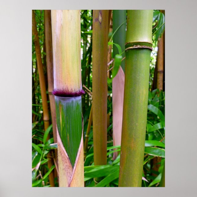 Bamboo Poster (Framsidan)