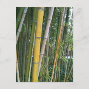 Bamboo Reeds Vykort