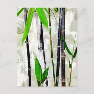 Bamboo Vykort