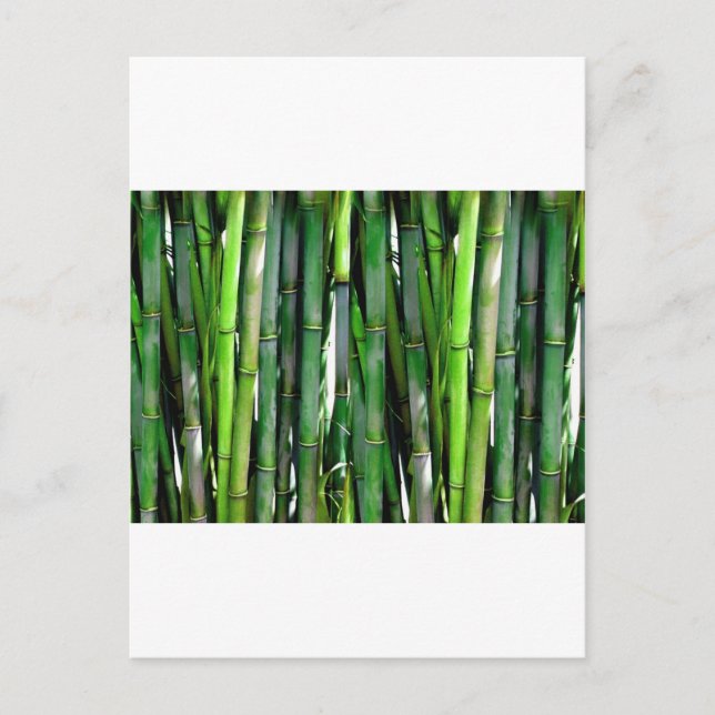 BAMBOO VYKORT (Framsida)